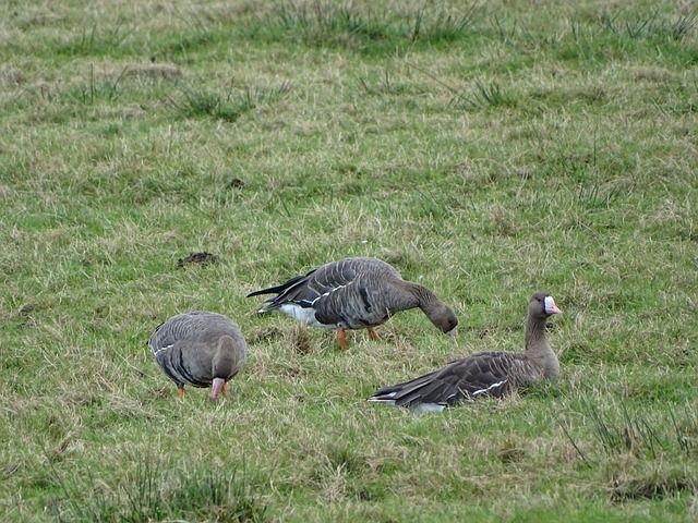 阵容的稳定 阵容的稳定